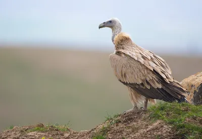 Сип белоголовый (Gyps fulvus). Фотогалерея птиц. Фотографии птиц России,  Беларуси, Украины, Казахстана, Таджикистана, Азербайджана.