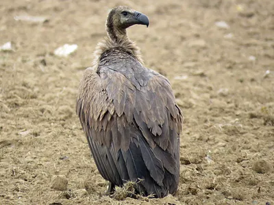 Большая Птица Белоголовый Сип (Gyps Fulvus) На Темном Фоне. Животное Дикой  Природы. Фотография, картинки, изображения и сток-фотография без роялти.  Image 83796154