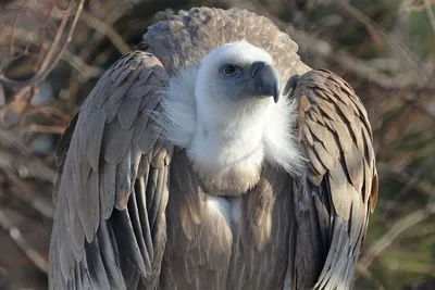 Сип белоголовый (Gyps fulvus). Фотогалерея птиц. Фотографии птиц России,  Беларуси, Украины, Казахстана, Таджикистана, Азербайджана.