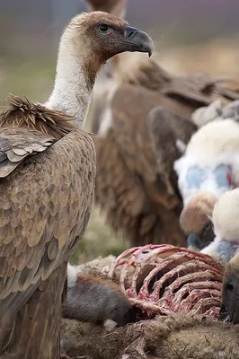 Сип белоголовый (Gyps fulvus). Фотогалерея птиц. Фотографии птиц России,  Беларуси, Украины, Казахстана, Таджикистана, Азербайджана.