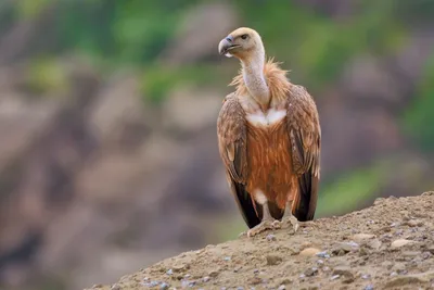 Фотография Белоголовый сип (Gyps fulvus) Сарыкумский бархан, Дагестан |  Фотобанк ГеоФото/GeoPhoto | GetImages Group