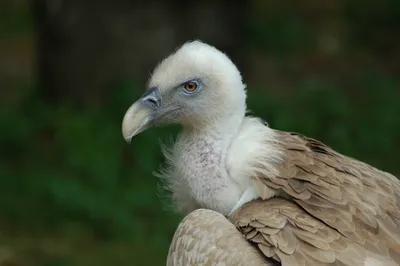 Белоголовый сип - eBird