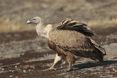 Белоголовый сип (Gyps fulvus). Птицы Европейской России.