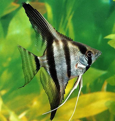 Купить Скалярия полосатая Pterophyllum scalare - Danio.com.ua