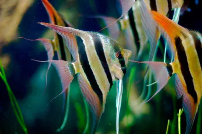 Скалярия черная (Pterophyllum scalare var.) | Aquarium-Style