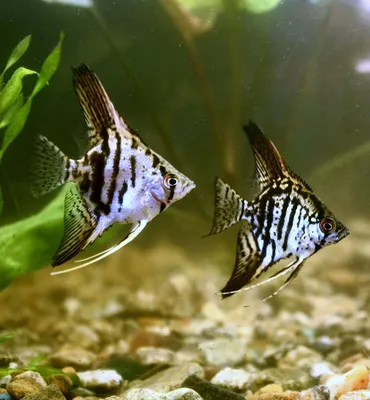 Купить Скалярия ассорти Pterophyllum scalare var. - Danio.com.ua