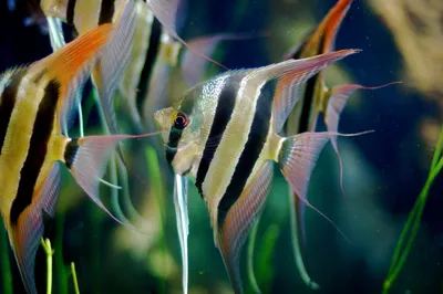 Скалярия голубая зебра (Pterophyllum scalare Blue) S-M | Интернет-магазин  АкваПитер