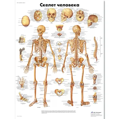 Скелет человека 85 см гнущийся позвоночник - купить с доставкой по выгодным  ценам в интернет-магазине OZON (184228751)