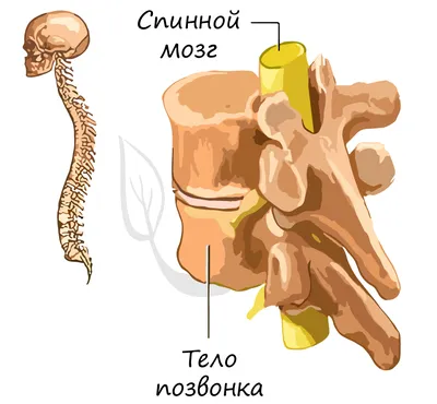 Анатомия костной системы скелета Скелет человека, скелет, голова, человек,  анатомия png | PNGWing