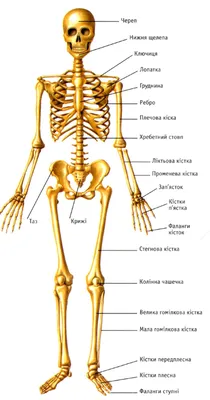 Скелет человека / Human skeleton. Анатомия костной системы / Anatomy of the  bone system - YouTube