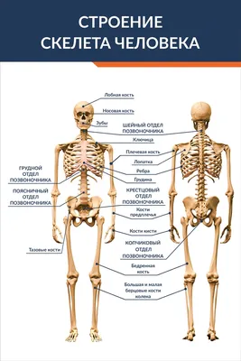 Скелет человека 85 см купить – цена от ElizLabs