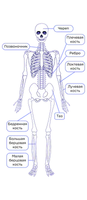 Анатомия скелетной системы Скелет человека Кость, Скелет, анатомия, рука,  тело человека png | Klipartz