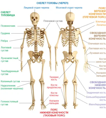 Скелет человека | Человеческий скелет, Учащиеся медучилища, Анатомия