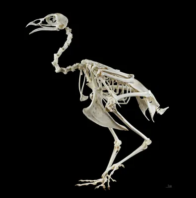 Скелет птицы фото фотографии