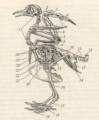 Птицы. Описание, оперение, фото, скелет, органы, кровеносная система, мышцы  и нервная система