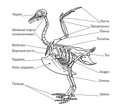 Скелет курицы (Gallus gallus domesticus), препарат купить в Москве