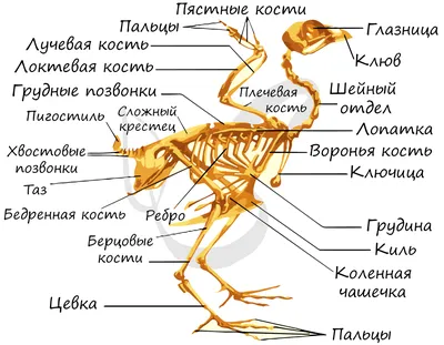 Скелет голубя, МОДЕЛИ ОСТЕОЛОГИЧЕСКИЕ (СКЕЛЕТЫ) купить