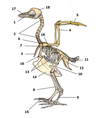 Скелет птицы в Зоологическом Музее МГУ: bellss — LiveJournal