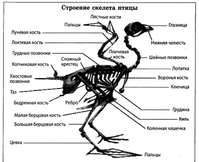 Класс птицы, подготовка к ЕГЭ по биологии