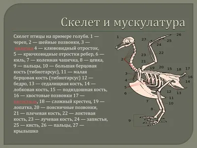 Raven skeleton 3D Модель in Птица 3DExport