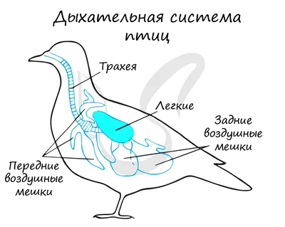 Скелет птицы - онлайн-пазл