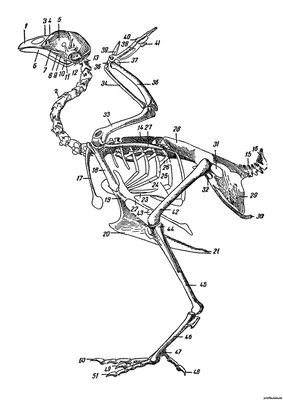 Скелет Сизого Голубя Биология 7 Класс Рисунок (51 Фото)