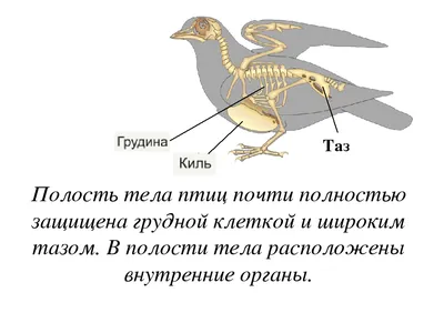 Класс птицы, подготовка к ЕГЭ по биологии