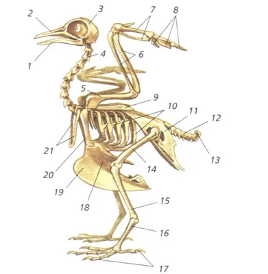 Скелет Птицы Иллюстрация Osteologia Avium Скелет Остеологии Птиц 1867  Стоковая иллюстрация ©ruskpp #177699580