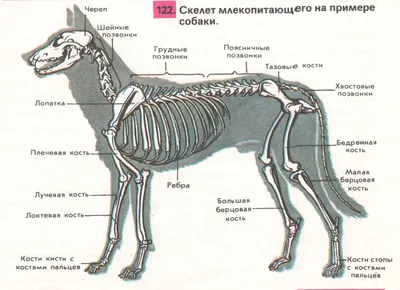 Скачать фотографию собаки: скелет в формате webp