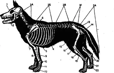 Картинка скелета собаки: для любителей собак