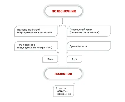 Изображение скелета собаки: возможность скачивания в любом формате