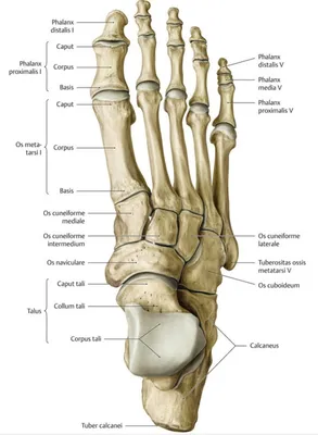 Скелет стопы человека фото