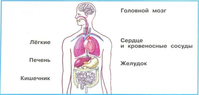 Схема органов человека фото фотографии