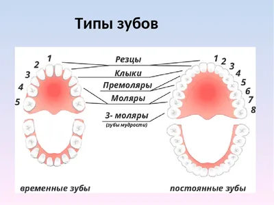 Сколько зубов у человека фото