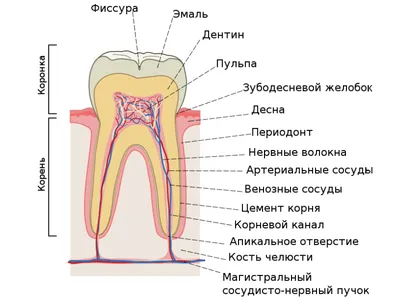 Сколько зубов у человека фото фотографии