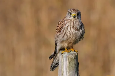 Скопа (Pandion haliaetus). Птицы Европейской России.