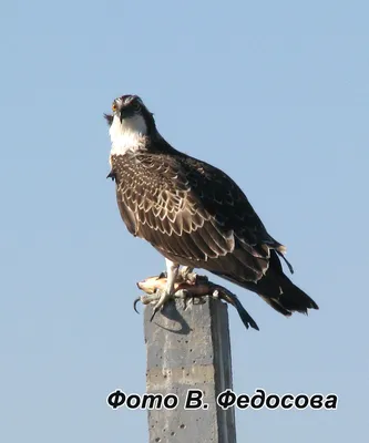 Osprey - Скопа. Photographer Etkind Elizabeth