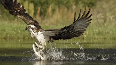 Скопа, Haliaetus Pandion, птица, Нижняя Калифорния, Мексика Стоковое Фото -  изображение насчитывающей орел, национально: 103065702