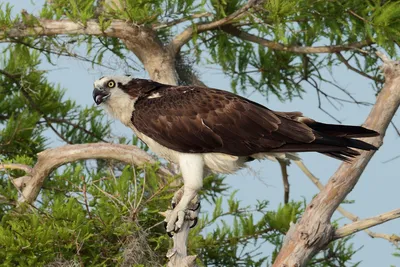 Любители птиц - #Скопа / Osprey (лат. Pandion haliaetus)... | Facebook