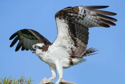 Osprey - Скопа. Photographer Etkind Elizabeth