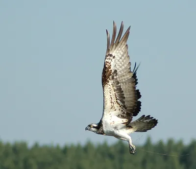 Скопа (Pandion haliaetus). Птицы Сибири.