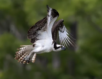 Osprey with Prey -Скопа с добычей. Photographer Etkind Elizabeth