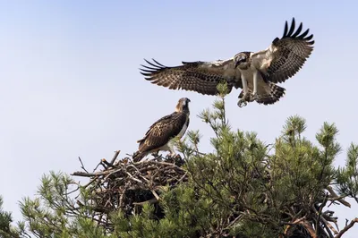 Pin by Анатолий Федоров on Птицы. in 2023 | Osprey bird, Bald eagle, Bird