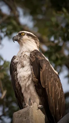 Хищная птица скопа на дереве ,крупным планом.Bird of prey on a tree,  closeup. - YouTube