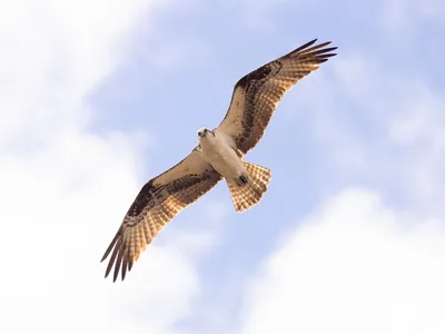 Osprey in flight - Cкопа. Photographer Etkind Elizabeth