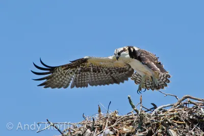 Скопа (Pandion haliaetus). Птицы Сибири.