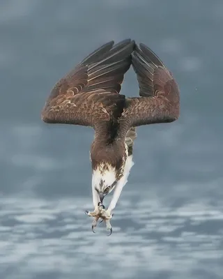 Скопа (Pandion haliaetus) – Астраханский биосферный заповедник