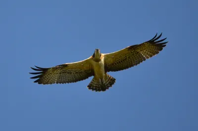 дерево служит насестом для Pandion Haliaetus широко известного как хищная  птица скопа Фото Фон И картинка для бесплатной загрузки - Pngtree