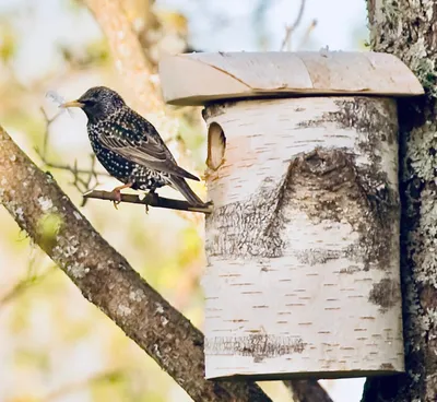 Скворечник для птиц Bird House (натуральный)