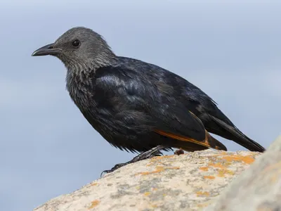 Обыкновенный скворец (Sturnus vulgaris). Птицы Сибири.